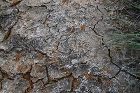 土壤檢測